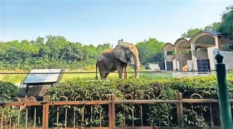 delhi the elephant spielen|Delhi the Elephant™: .